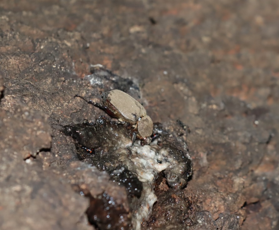 とても汚れたカブトムシ♀_団地前のクヌギ_2023年7月21日19時35分気温23.5度