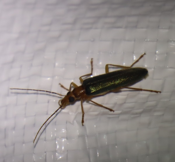 アオカミキリモドキ_ライトウォッチング_標高855m-Ｏ峠_2023年7月20日19時55分気温19度