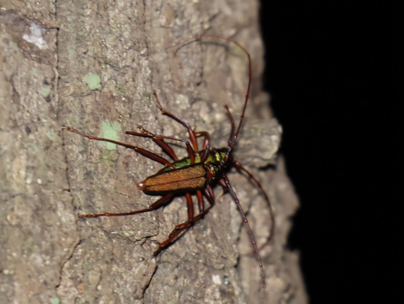 アカアシオオアオカミキリ_ライトウォッチング-クツワムシの棲む森_2023年8月25日20時50分気温27.3度