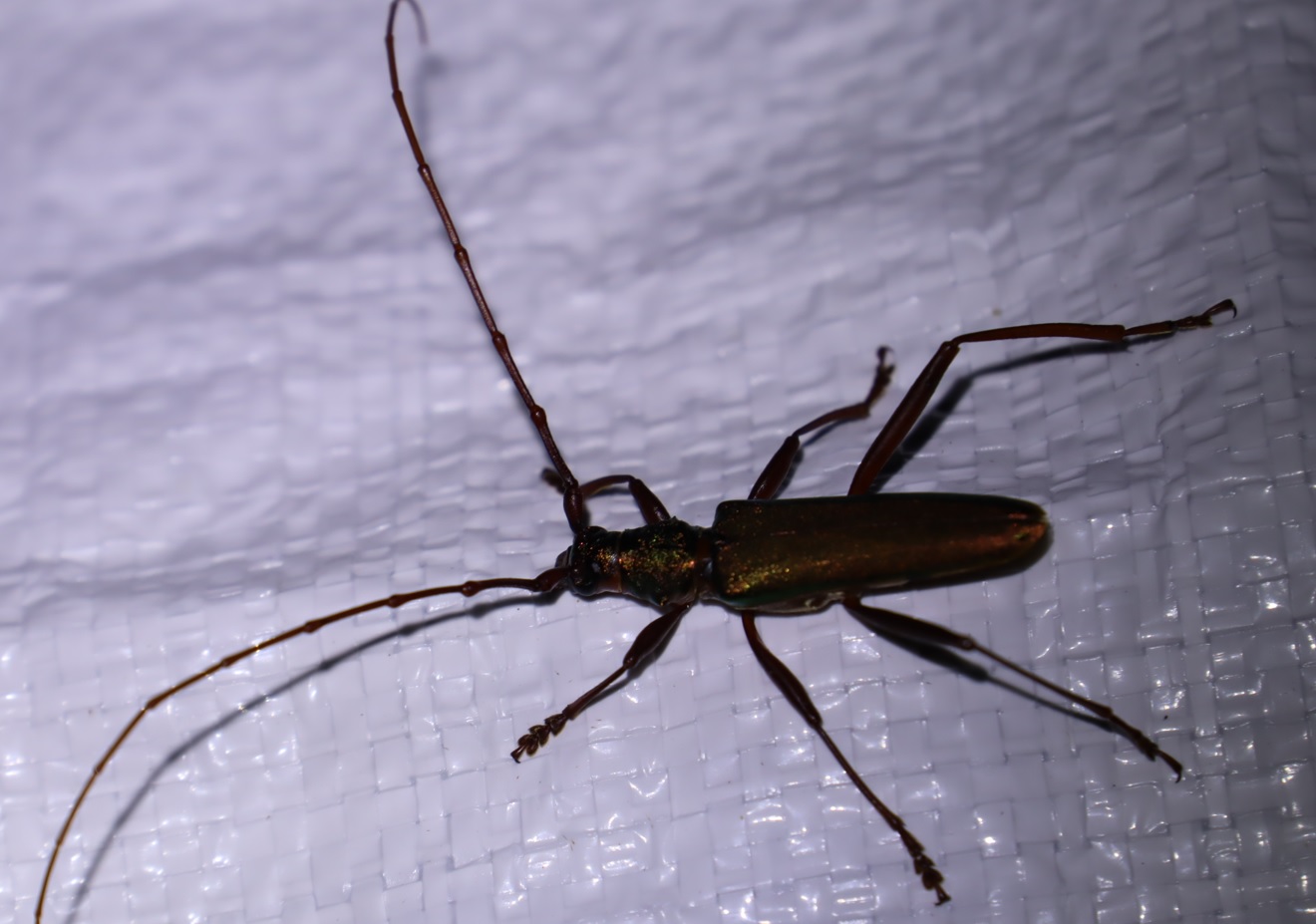 アカアシオオアオカミキリ_ライトウォッチング-クツワムシの棲む森_2023年8月25日21時35分気温27.2度