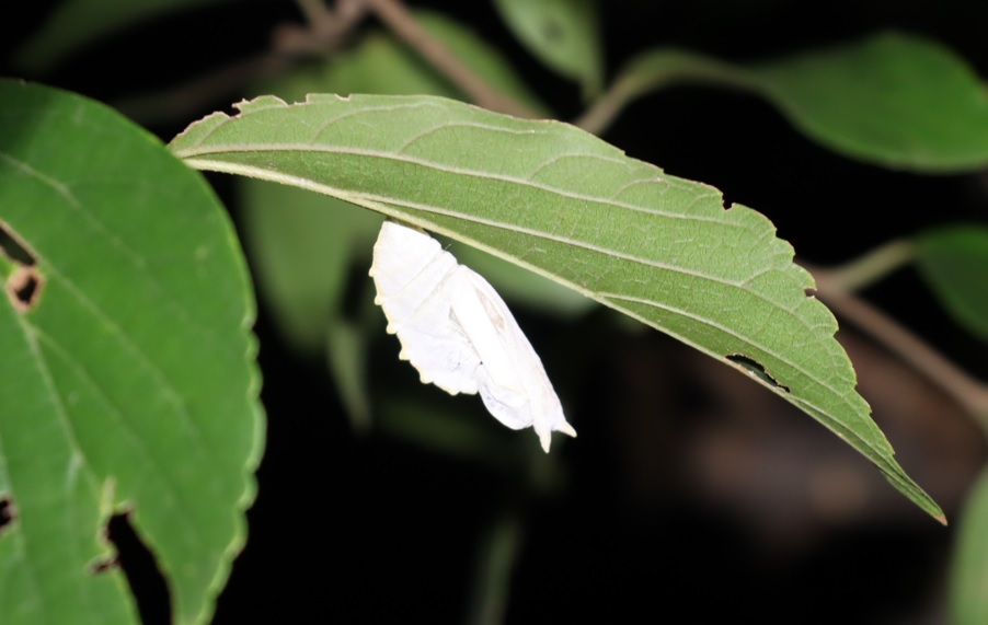 アカボシゴマダラの蛹（抜け殻）_川沿いのエノキ_2023年8月12日19時50分気温29.3度