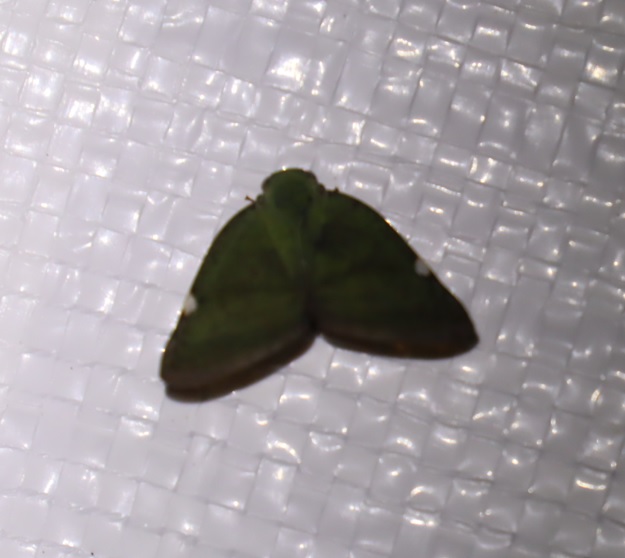 アミガサハゴロモ_ライトウォッチング-クツワムシの棲む森_2023年8月25日19時40分気温27.8度