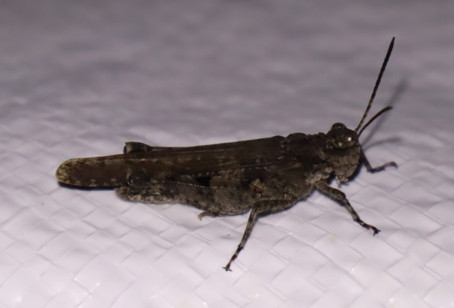 イボバッタ_ライトウォッチング-クツワムシの棲む森_2023年8月25日19時55分気温27.6度