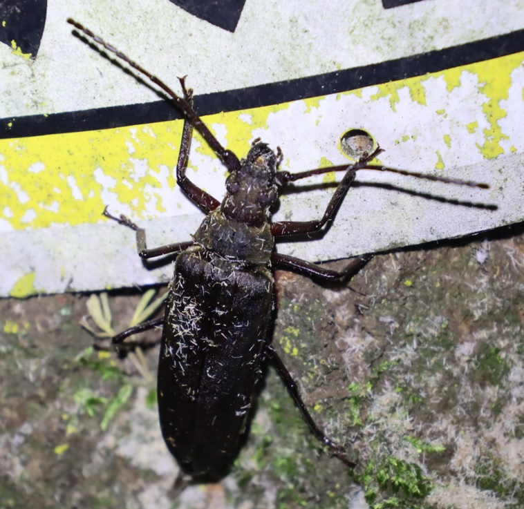 ウスバカミキリ-2匹目_カシナガに犯されたコナラ_クツワムシの棲む森_2023年7月13日19時35分気温26.4度