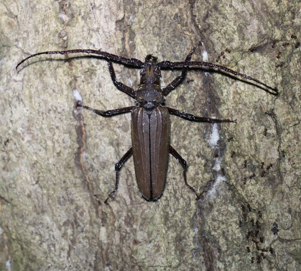 ウスバカミキリ-3匹目_カシナガに犯されたコナラ_クツワムシの棲む森_2023年7月13日19時35分気温26.4度