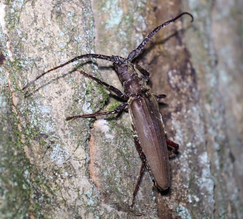 ウスバカミキリ_カシナガに犯されたコナラ_クツワムシの棲む森_2023年7月13日19時35分気温26.4度