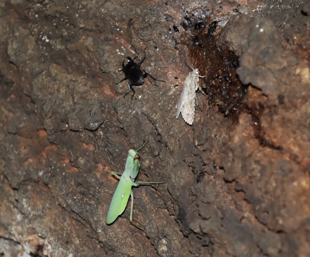 エビガラスズメを狙うハラビロカマキリ_団地前のクヌギ_2023年8月28日19時40分気温29.3度