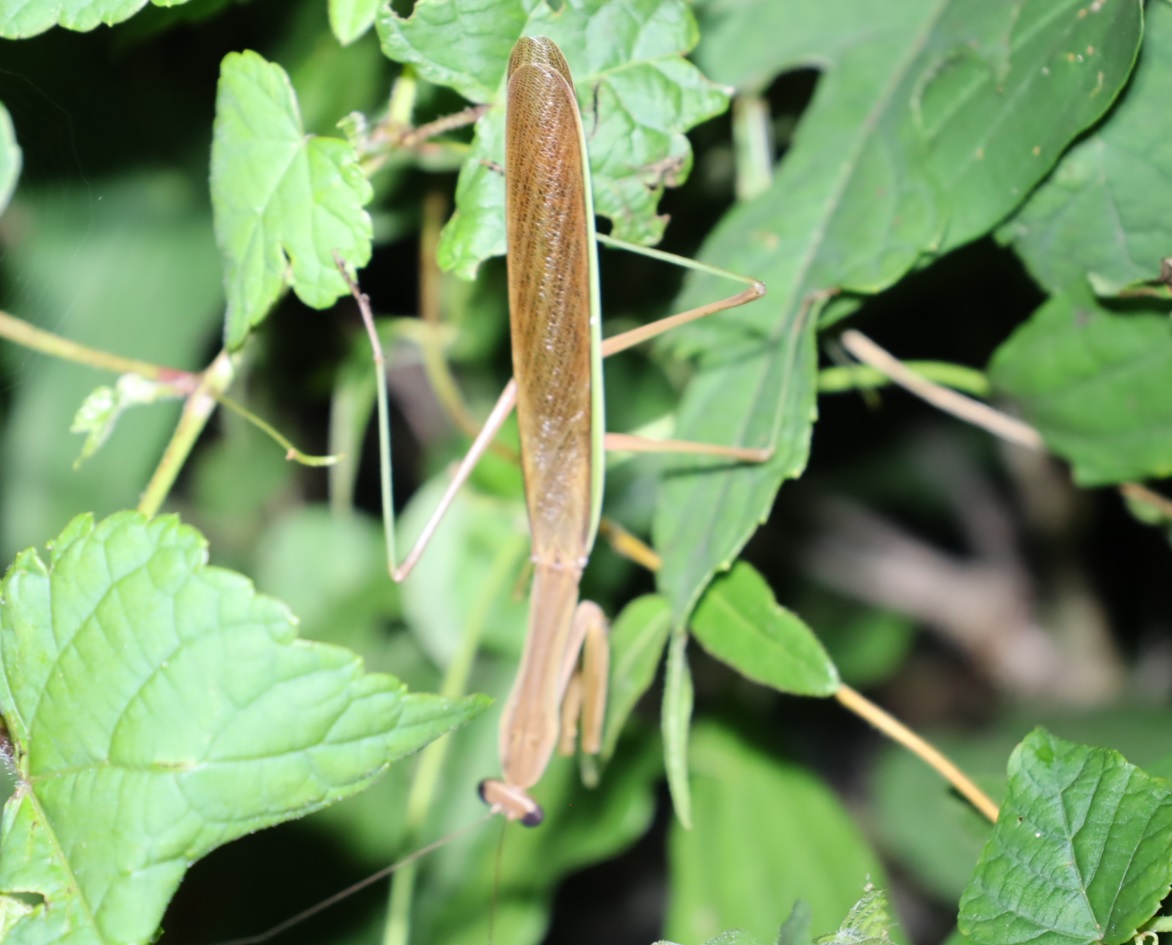 オオカマキリ♂_ライトウォッチング-クツワムシの棲む森_2023年8月25日19時50分気温27.7度