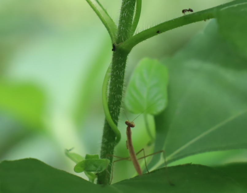 オオカマキリの初令幼虫_昆虫バカセフィールド_2023年6月24日9時50分気温25.1度