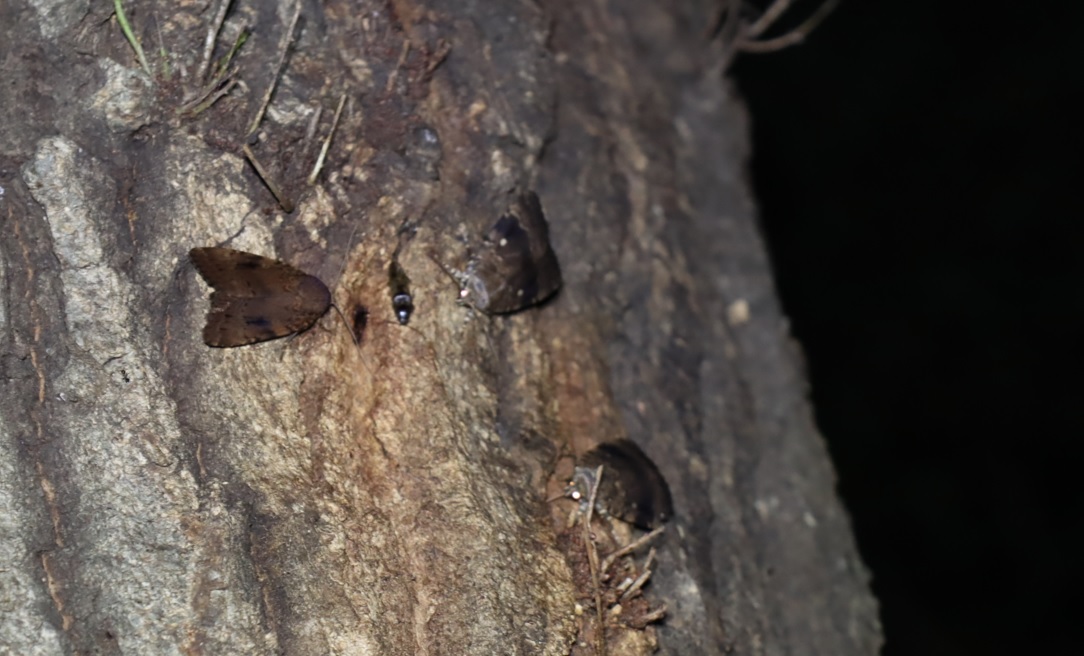 オオシマカラスヨトウ3匹だけ_街中のコナラ_2023年6月19日20時20分気温22.2度