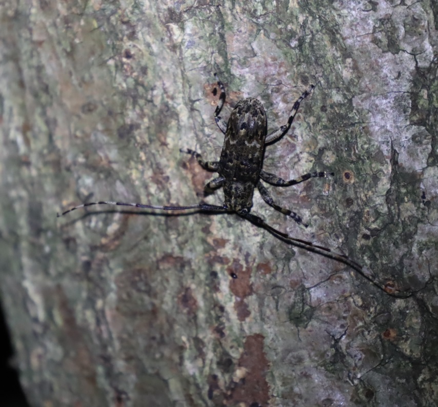 カタシロゴマフカミキリ_コナラ-暗い雑木林_2023年7月14日19時35分気温28.2度