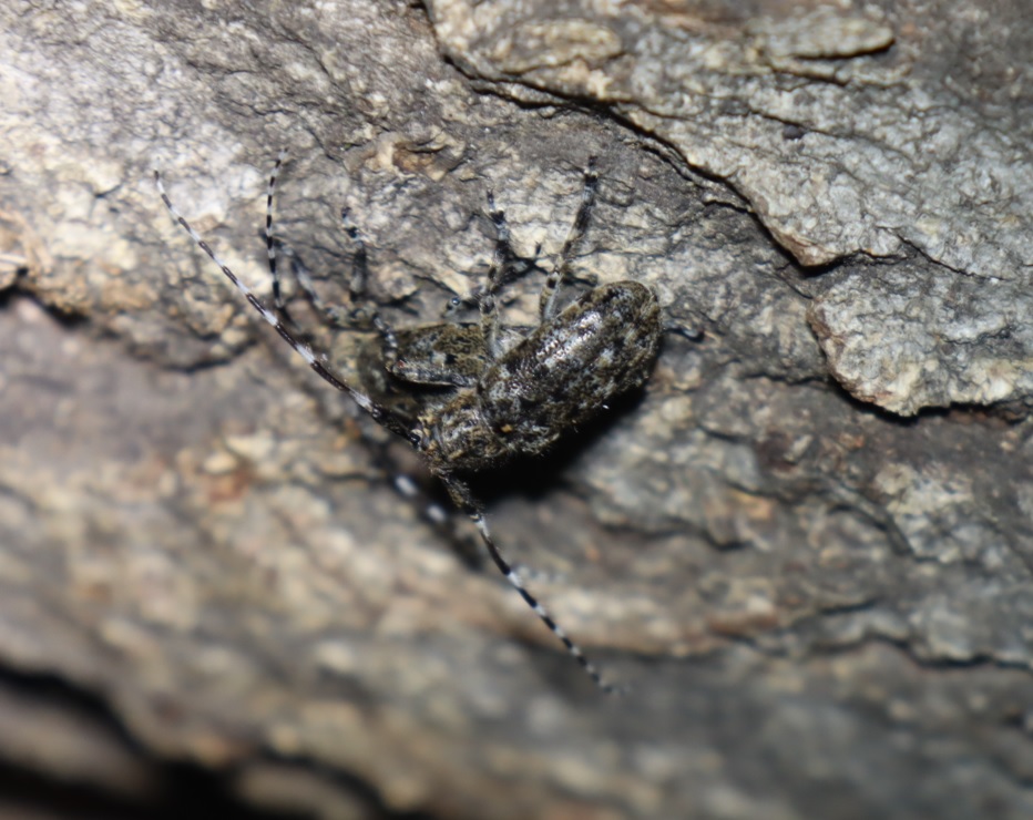 カタシロゴマフカミキリのペア_クヌギの伐採材_クツワムシの森_2023年8月18日20時25分気温29.1度