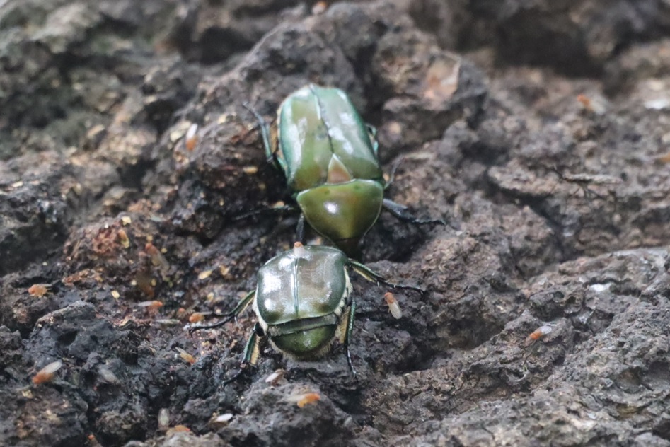 カナブン2匹_団地前のクヌギ_2023年6月19日5時40分気温22度