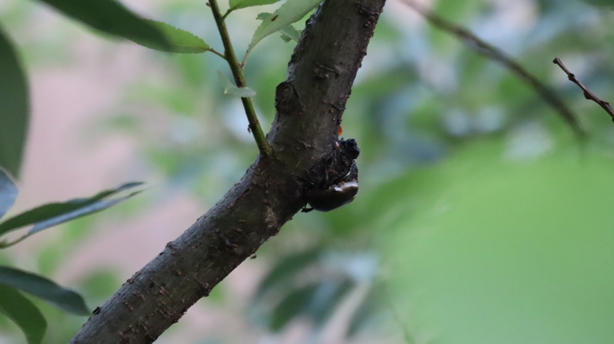 カナブン_川縁のヤナギ_2023年6月18日5時10分気温19.8度