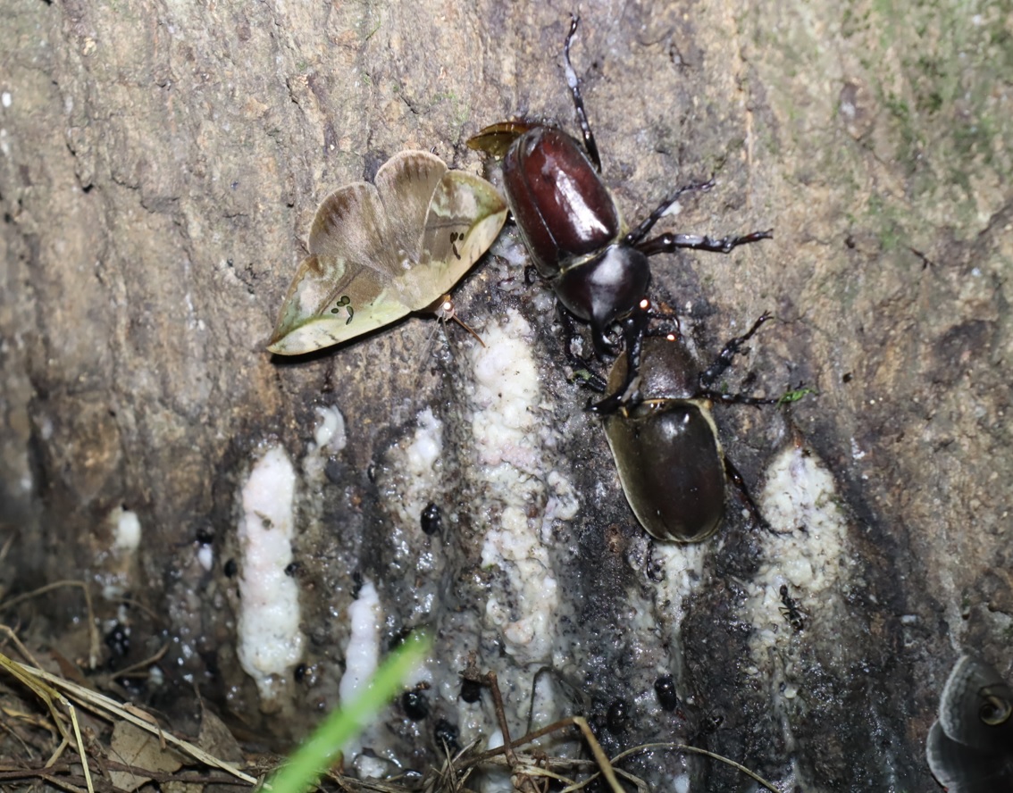 カブトムシ1♂1♀、カキバトモエ_苔むしたクヌギ_2023年7月21日19時50分気温23.5度