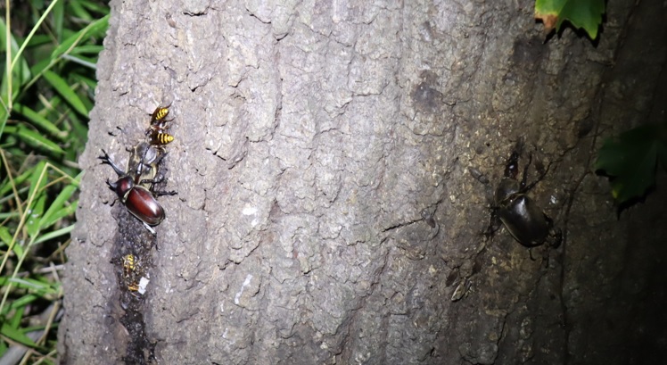 カブトムシ1♂2♀、モンスズメバチ_No.3のクヌギｰクヌギ林_2023年8月3日19時30分気温29度