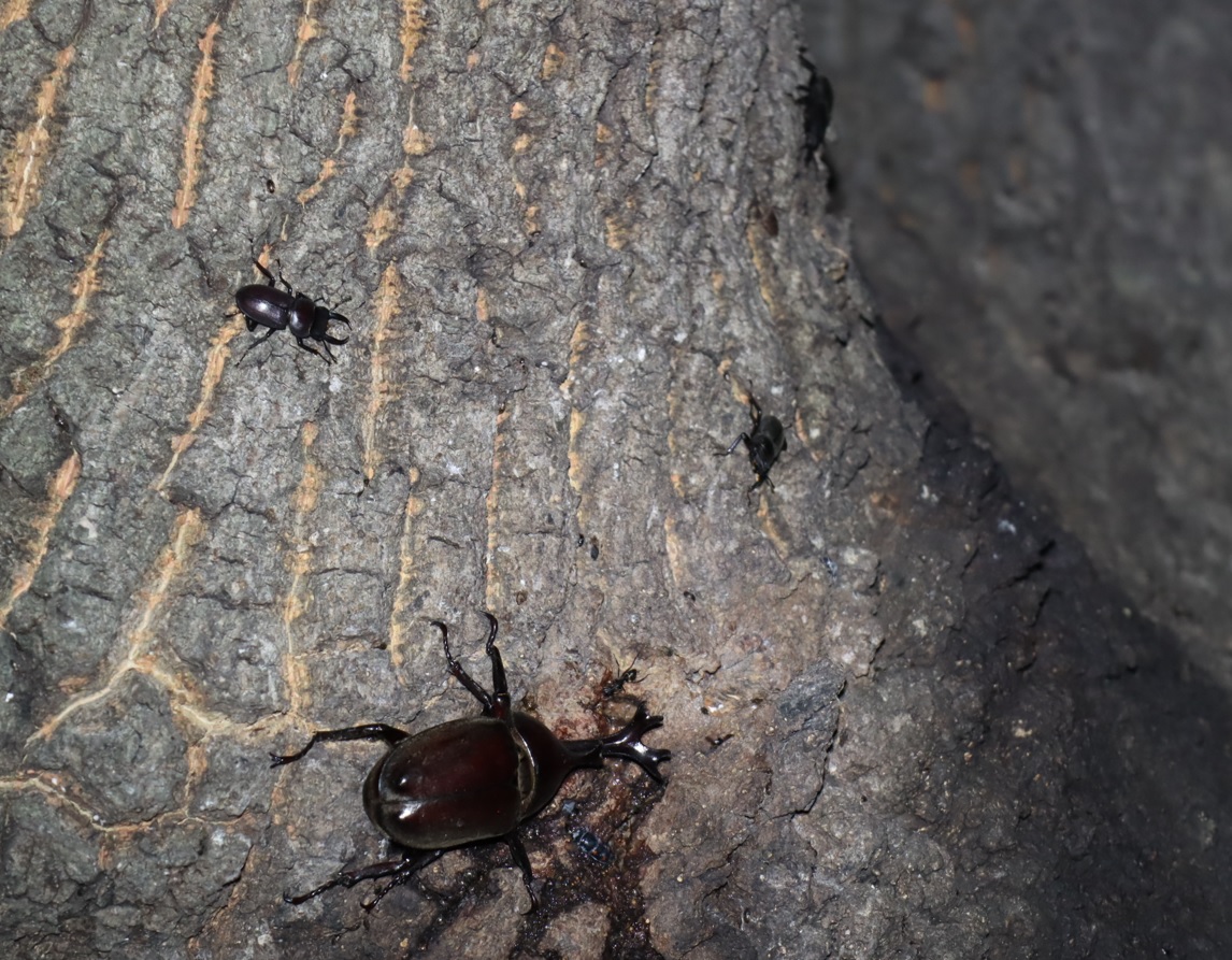 カブトムシ1♂、コクワガタ2♂1♀_クヌギの大木-クヌギ林_2023年8月10日19時25分気温29度
