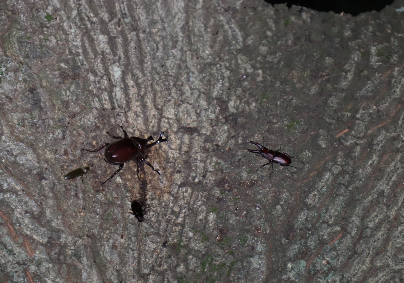 カブトムシ1♂、ノコギリクワガタ1♂_クヌギ-暗い雑木林_2023年7月21日19時50分気温23.5度