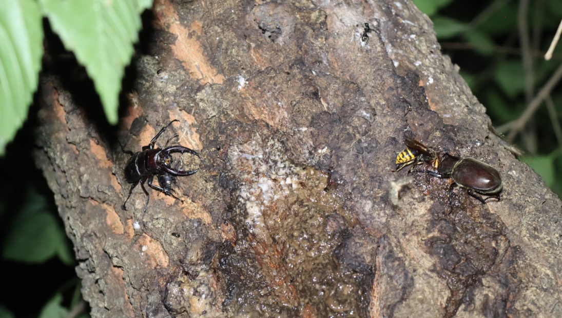 カブトムシ1♂、ノコギリクワガタのペア_団地前のクヌギ_2023年7月20日22時10分気温25.3度