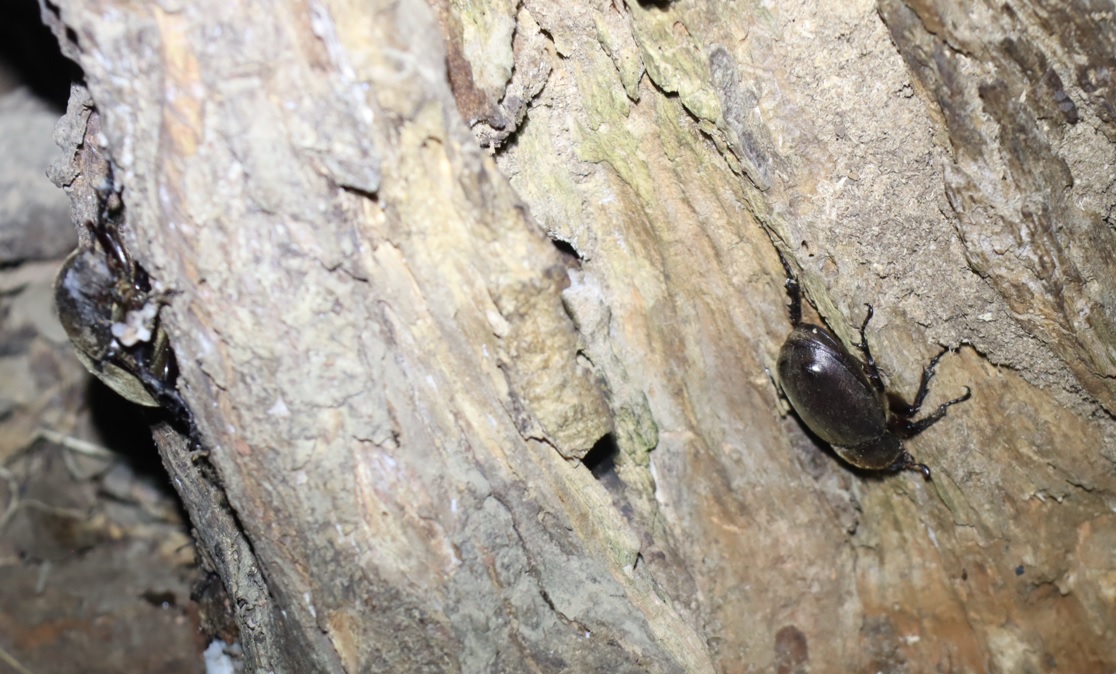 カブトムシ2♀_クネクネしたヤナギ－ヤナギ林_2023年7月21日20時気温23.6度