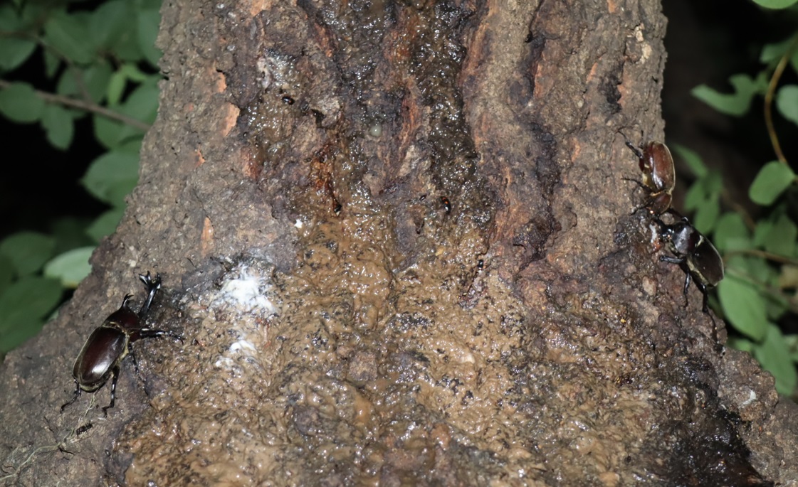 カブトムシ2♂1♀_団地前のクヌギ_2023年7月20日22時10分気温25.3度