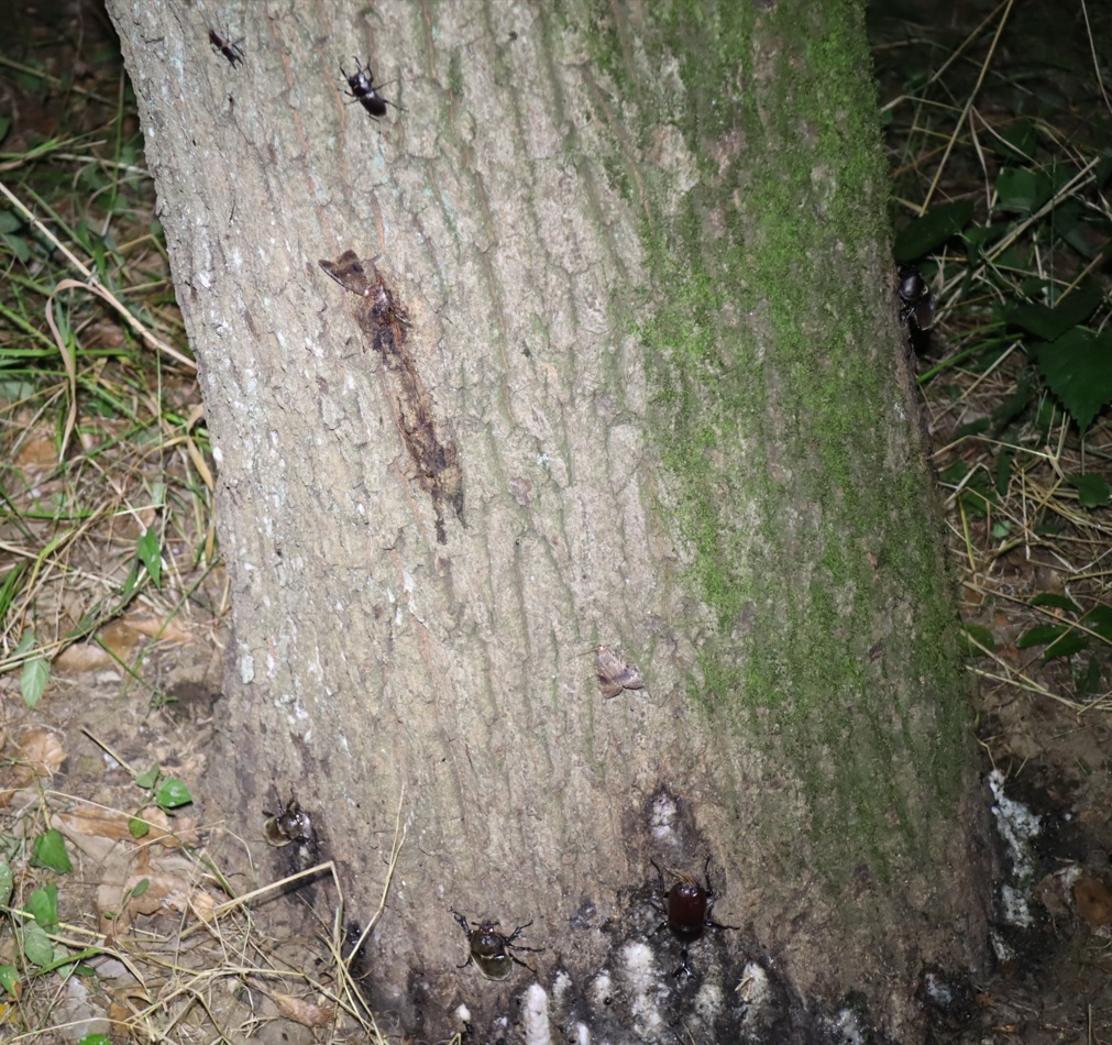 カブトムシ2♂1♀、コクワガタ2♂_苔むしたクヌギ_2023年7月21日19時50分気温23.5度