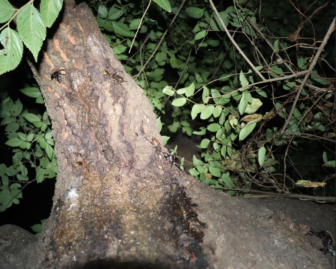 カブトムシ2♂2♀、ノコギリクワガタのペア_団地前のクヌギ_2023年7月20日22時10分気温25.3度