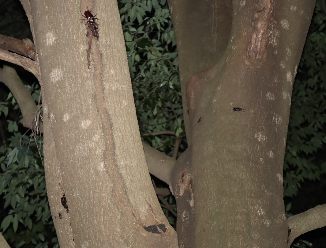 カブトムシ2♂、ノコギリクワガタ1♂、コクワガタ3匹_シラカシ_2023年7月21日20時5分気温23.5度