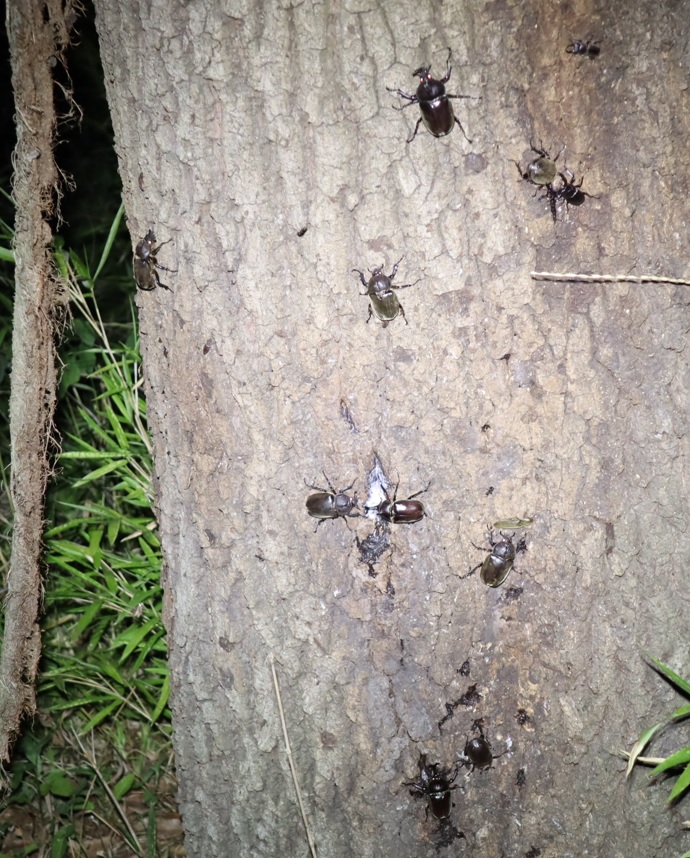 カブトムシ4♂5♀、ノコギリクワガタ1♂、コクワガタ1♂_No.3のクヌギｰクヌギ林_2023年8月3日19時30分気温29度