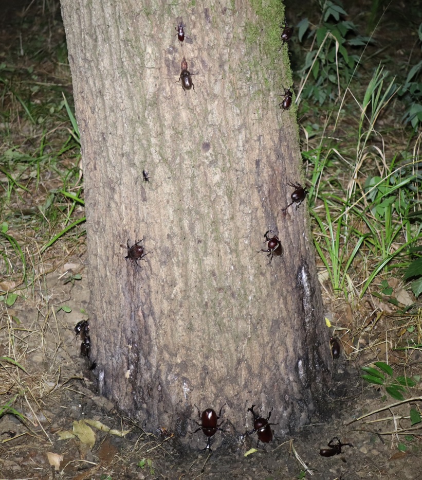 カブトムシ9♂2♀、コクワガタ1♂、ノコギリクワガタ1♂_苔蒸したクヌギ_2023年8月3日19時40分気温29度