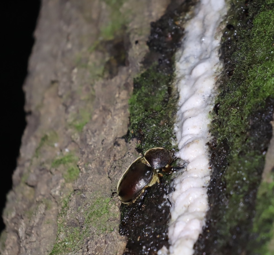 カブトムシ♀_クヌギ_クツワムシの棲む森_2023年7月13日19時40分気温26.4度