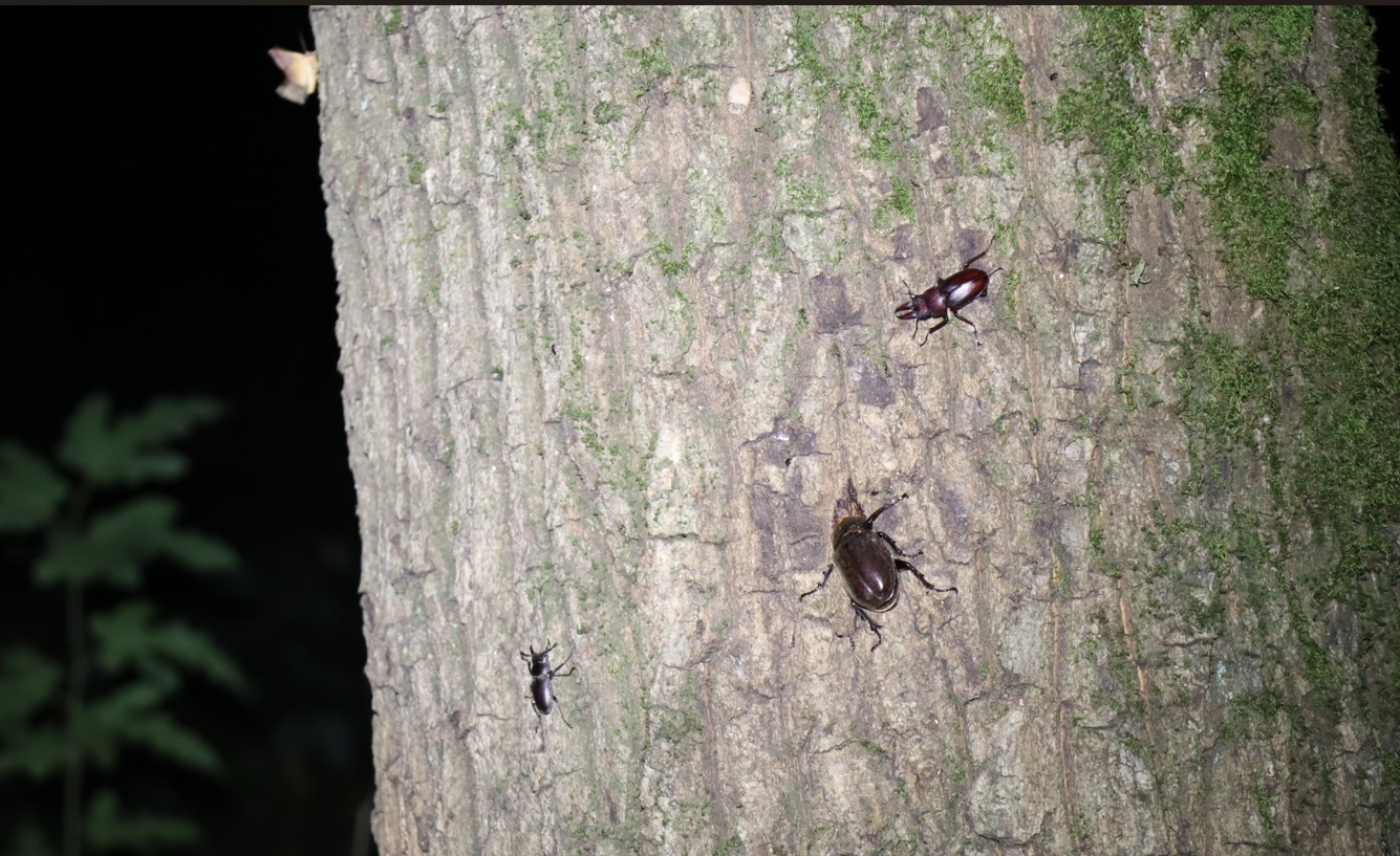 カブトムシ♀、コクワガタ♂、ノコギリクワガタ♂_苔蒸したクヌギ_2023年8月3日19時40分気温29度