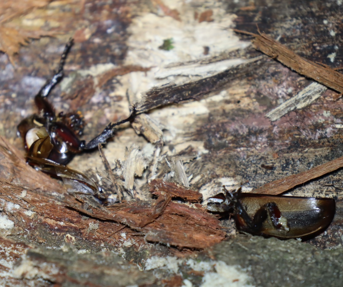 カブトムシ♀の死骸（食べかす）_広葉樹の切材置き場の上_クツワムシの棲む森_2023年7月13日19時45分気温26.4度