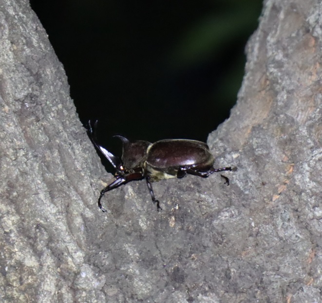 カブトムシ♂_クヌギ-暗い雑木林_2023年7月14日19時30分気温28.2度