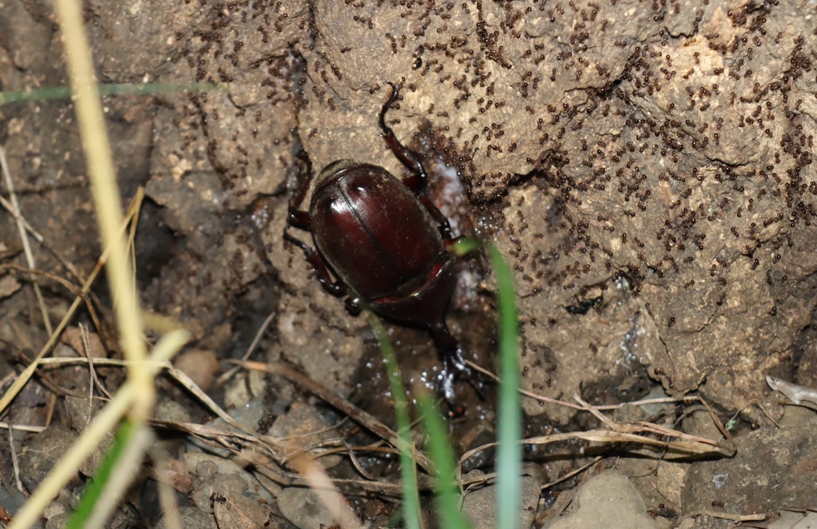 カブトムシ♂_クヌギ-暗い雑木林_2023年8月10日19時35分気温29度