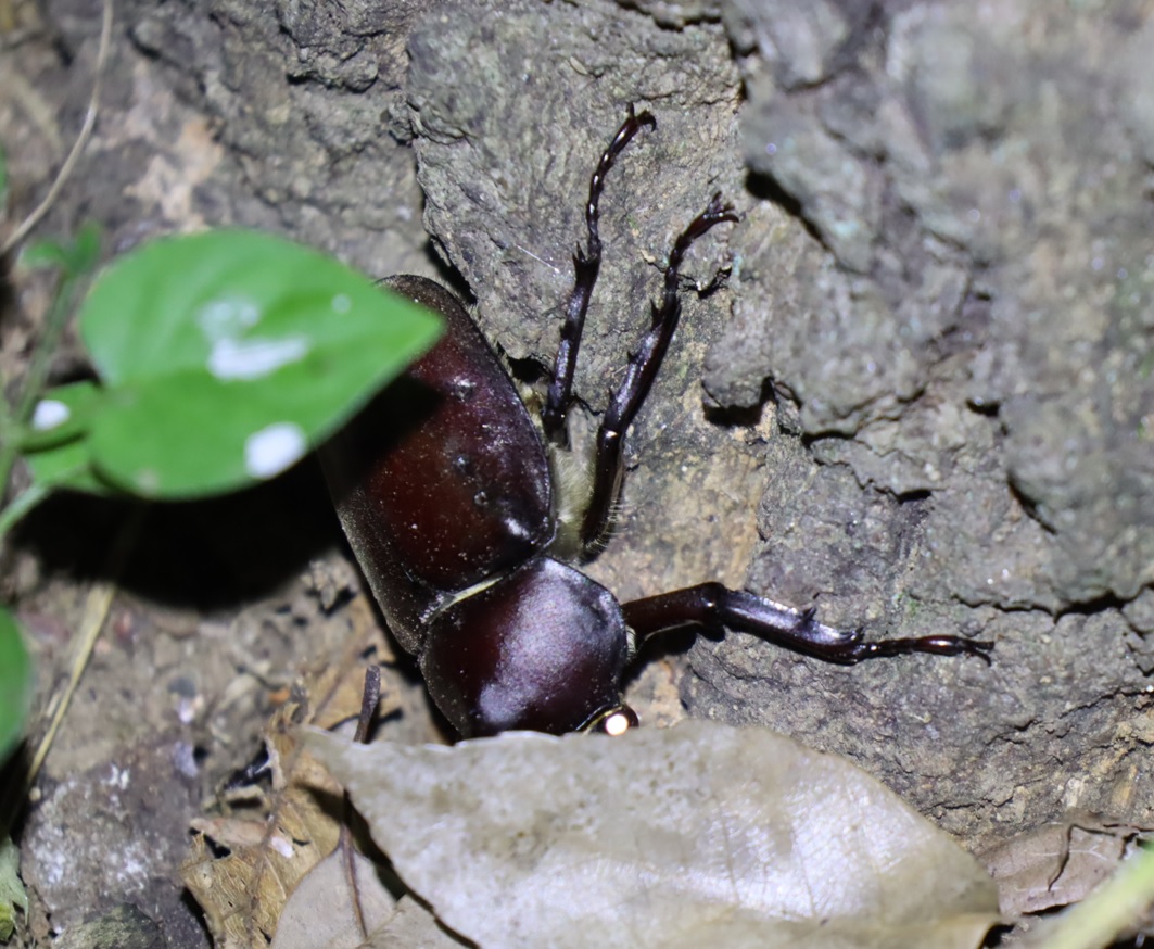 カブトムシ♂_苔むしたクヌギ_2023年7月11日19時55分気温30.7度