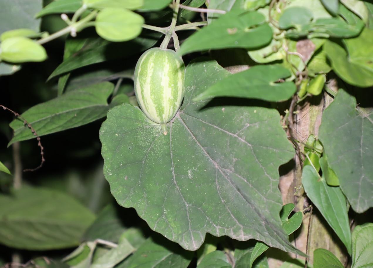 カラスウリ_クツワムシのホットスポット_2023年8月18日20時30分気温29度