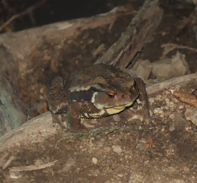 ガマ親分-ヒキガエル-ライトウォッチングをうまく利用している_ライトハンティング_標高８５５ｍ-Ｏ峠_2023年7月20日19時45分気温20度