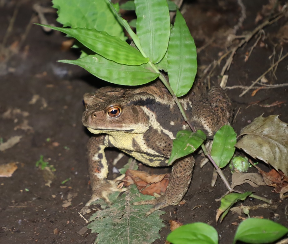 ガマ親分-ヒキガエル_ライトハンティング_標高８５５ｍ-Ｏ峠_2023年7月20日19時40分気温21度