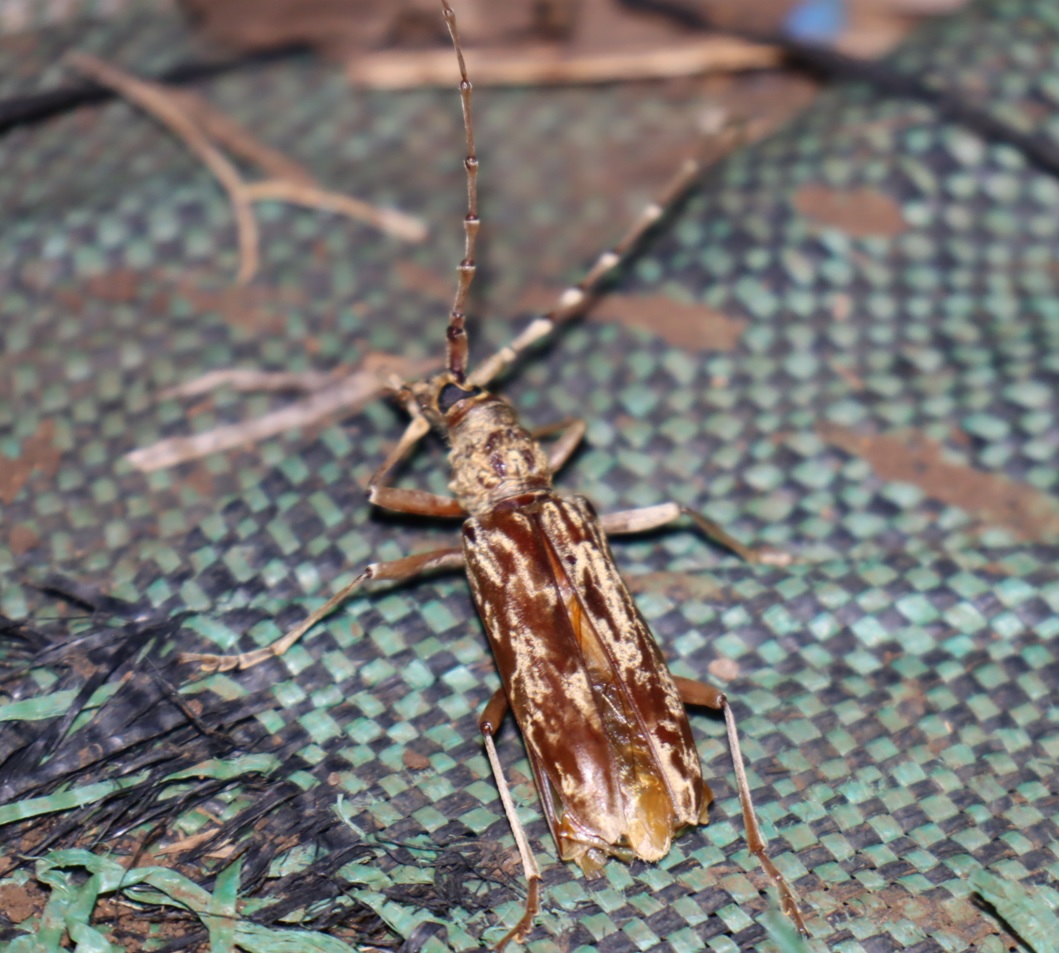 キマダラカメムシ_ライトウォッチング（光線の角度低）_里山ＭＨ_シラカシ_2023年7月7日20時5分気温27度