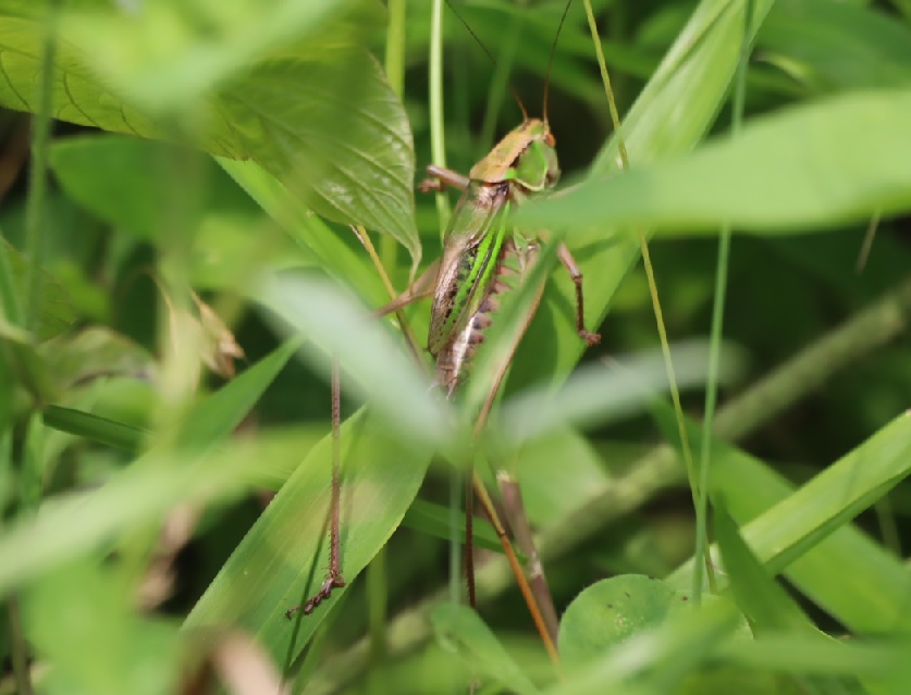 キリギリス♂（鳴いていない時）_キリギリスの棲む草原_2023年6月28日9時50分気温28.8度
