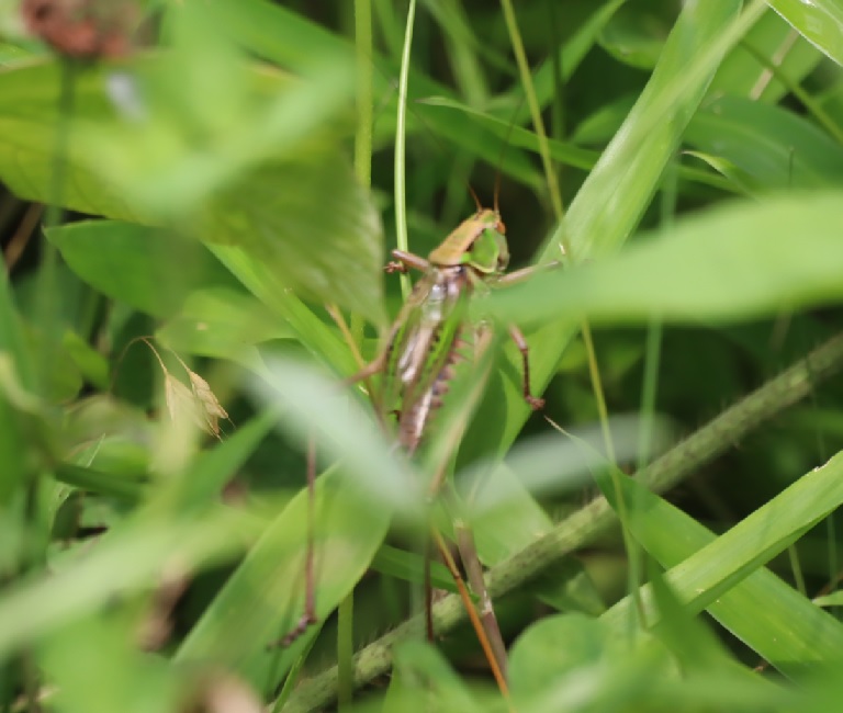キリギリス♂（鳴いている時）_キリギリスの棲む草原_2023年6月28日9時50分気温28.8度