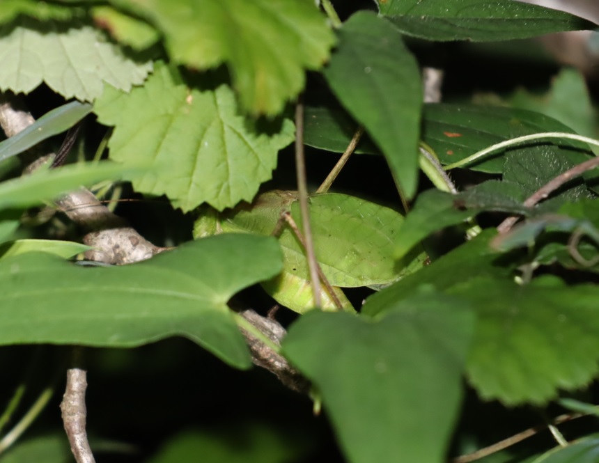 クツワムシ♂（緑色型）_ライトウォッチング-クツワムシの棲む森_2023年8月25日21時40分気温27.2度