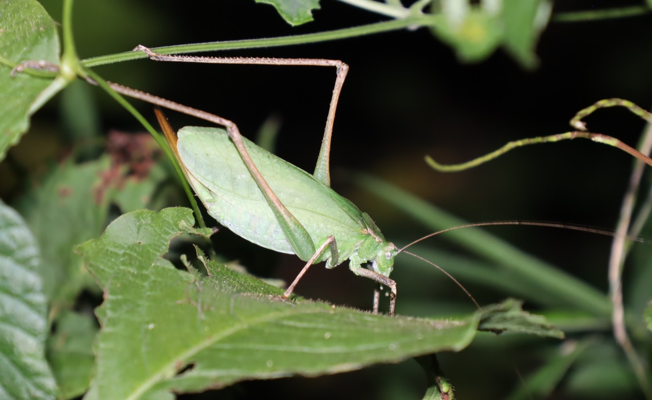 クツワムシ緑色型♀_クツワムシのホットスポット_2023年8月18日20時20分気温29.2度