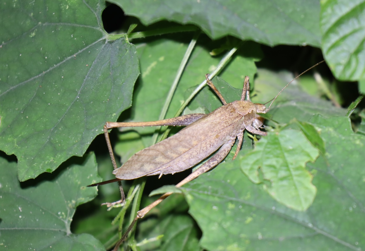 クツワムシ褐色型♀_クツワムシのホットスポット_2023年8月18日20時気温29.4度