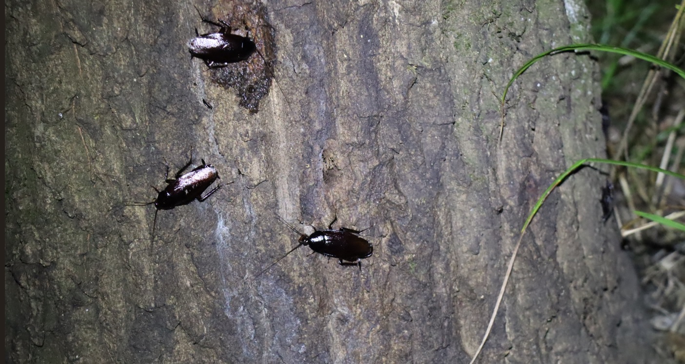 クロゴキブリ-3匹-苔むしたクヌギ－正面_2023年8月28日20時10分気温28.9度