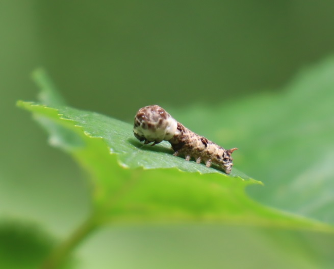 クワコの中令幼虫_昆虫バカセフィールド_2023年6月24日9時45分気温24.9度