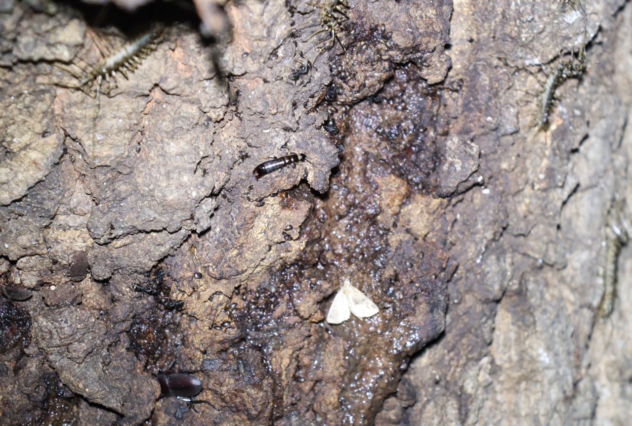 ゲジに囲まれているフタオビアツバ_団地前のクヌギ_2023年8月12日20時気温29.1度