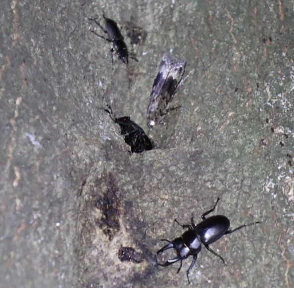 コクワガタ-1♂1♀、他_シラカシ2023年7月14日19時40分気温28.2度