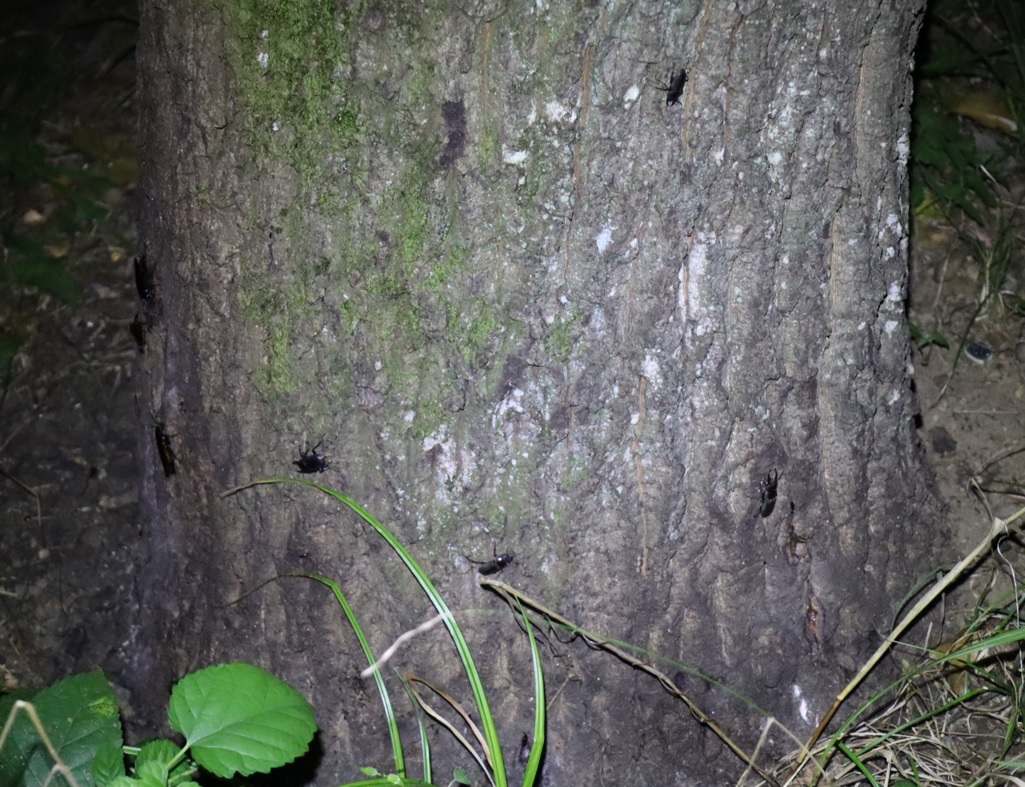 コクワガタ-4匹-苔むしたクヌギ－右横_2023年8月28日20時10分気温28.9度